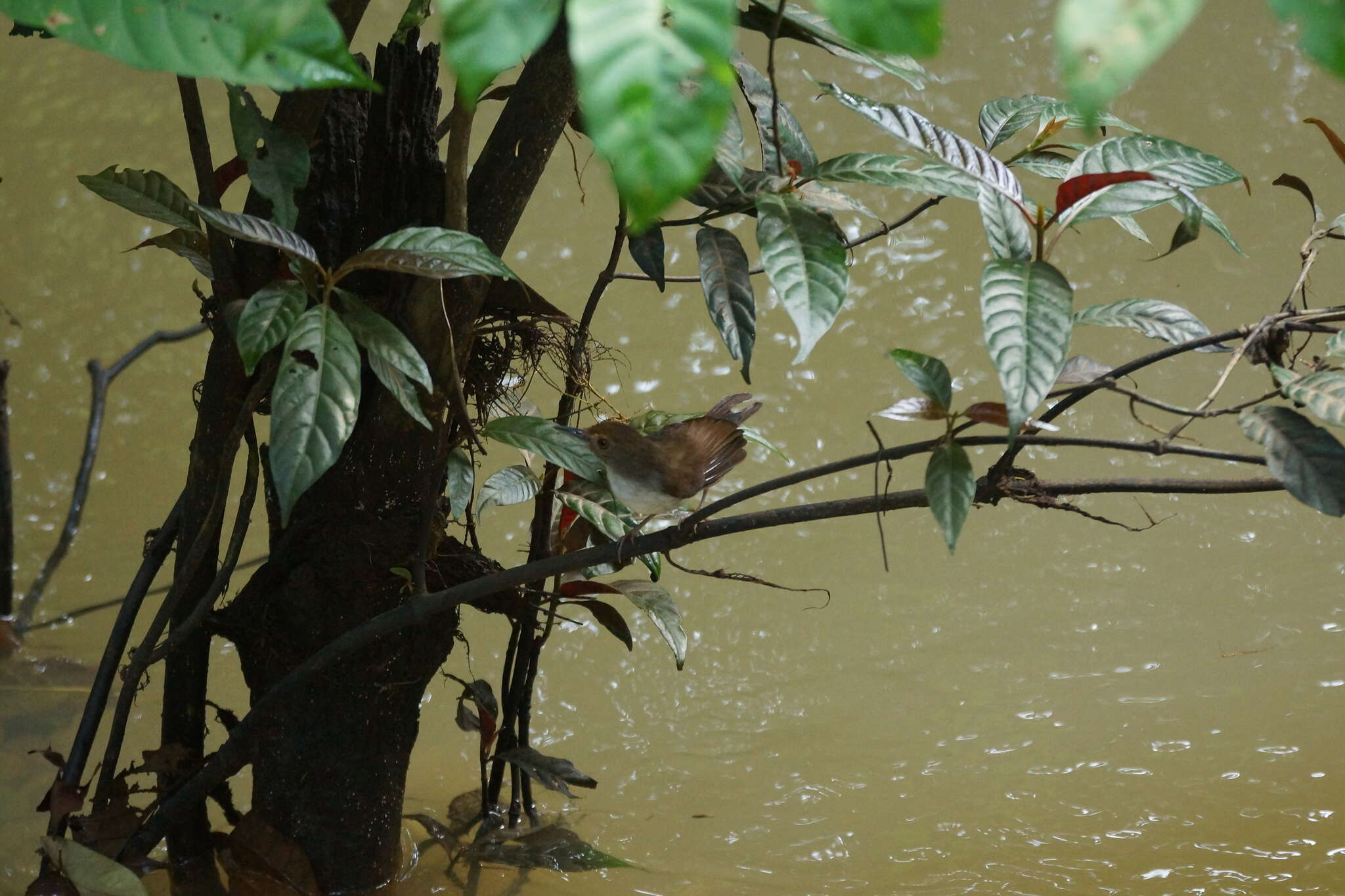 Image of White-chested Babbler