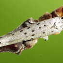 Image of <i>Yponomeuta sedella</i>