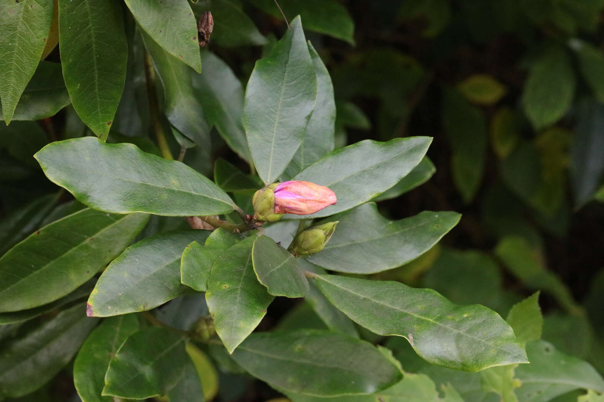 Image of Pontic Rhododendron