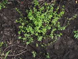 Image of <i>Torenia anagallis</i>