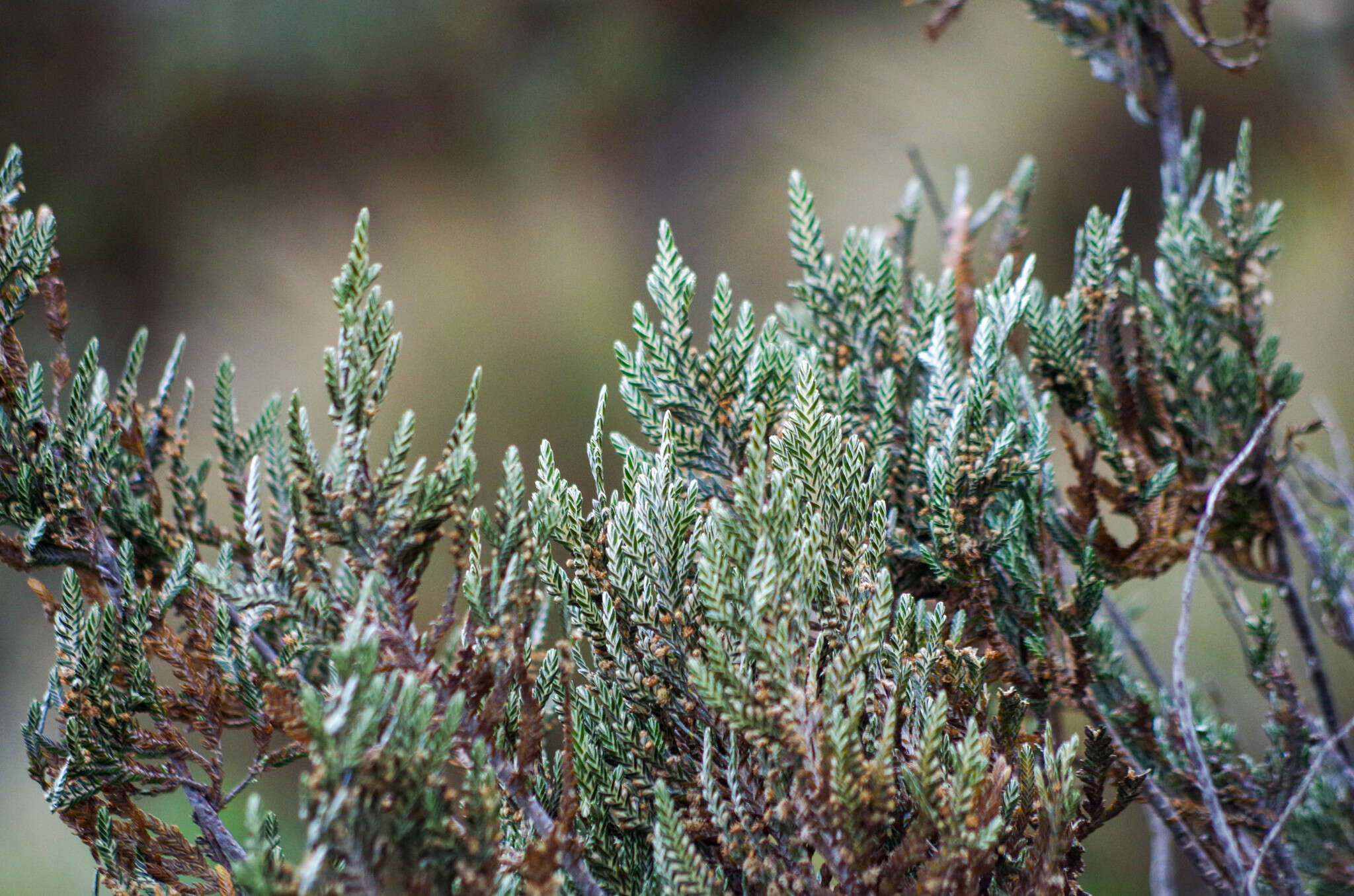 Image of Andicolea thuyoides (Lam.) Mayta & Molinari