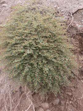 Image of Euphorbia jamesonii Boiss.