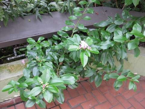 صورة Pereskia grandifolia Haw.