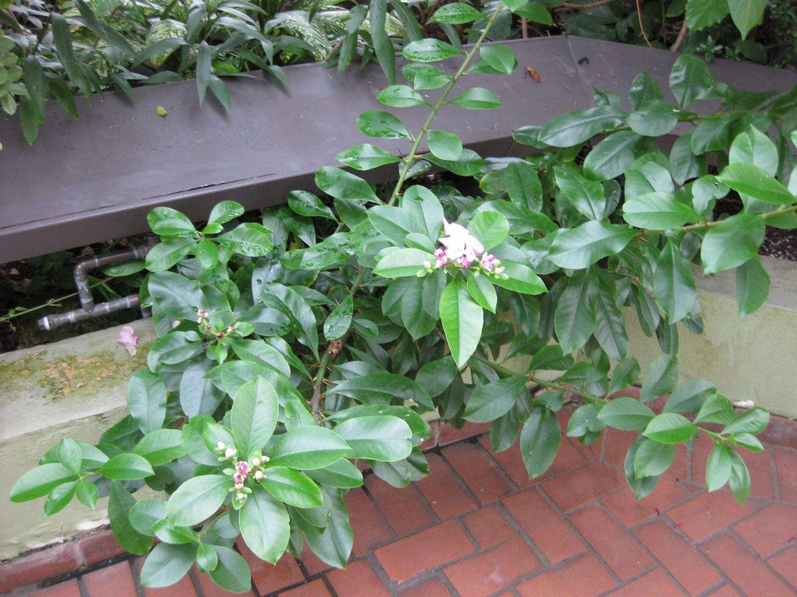 صورة Pereskia grandifolia Haw.