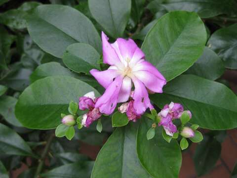 Image of Rose Cactus