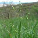Image of spring milletgrass