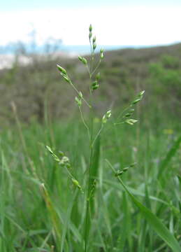 Image of spring milletgrass