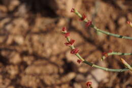 Image of Anabasis syriaca Iljin