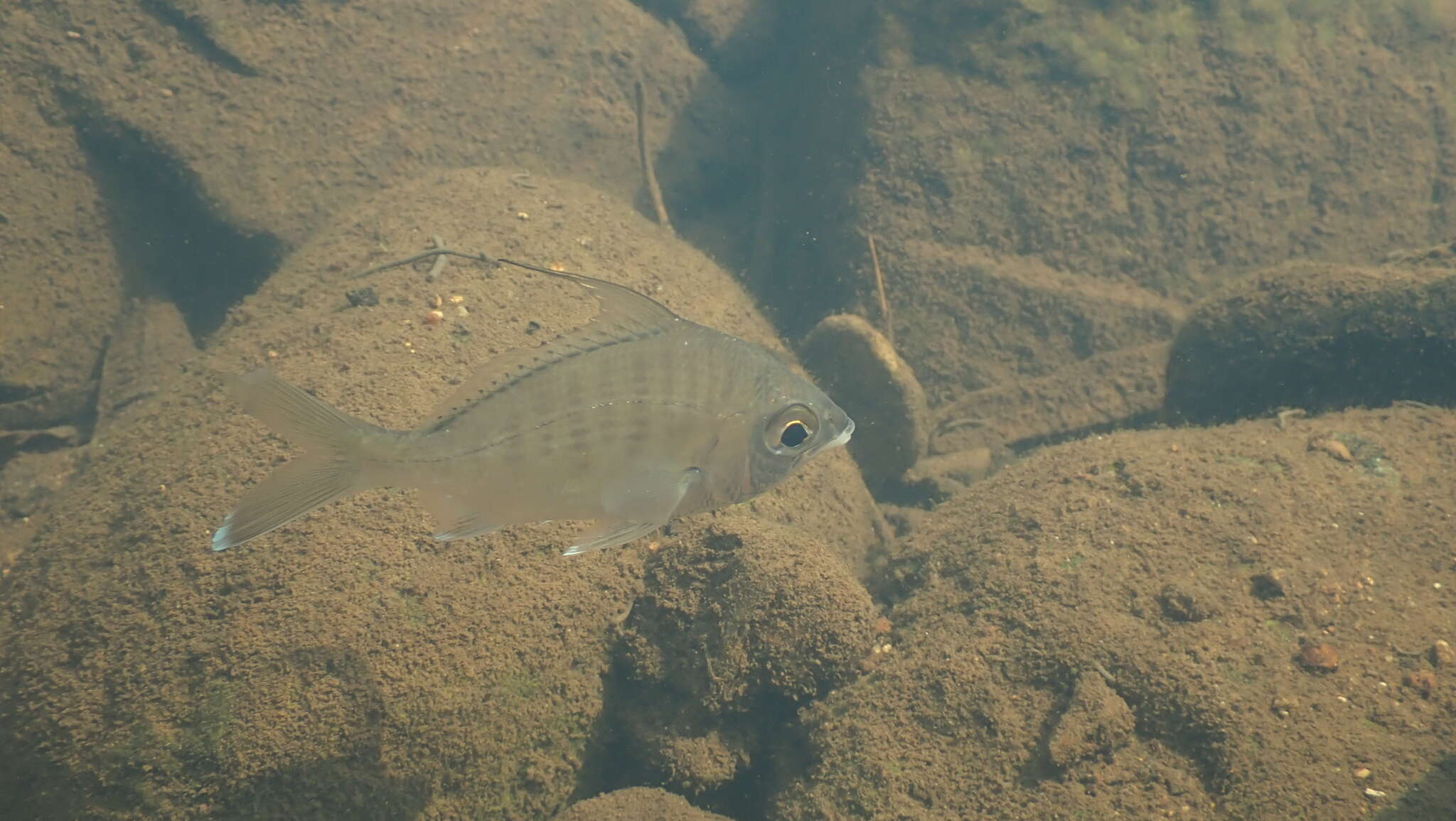 Image of Flagfin Mojarra