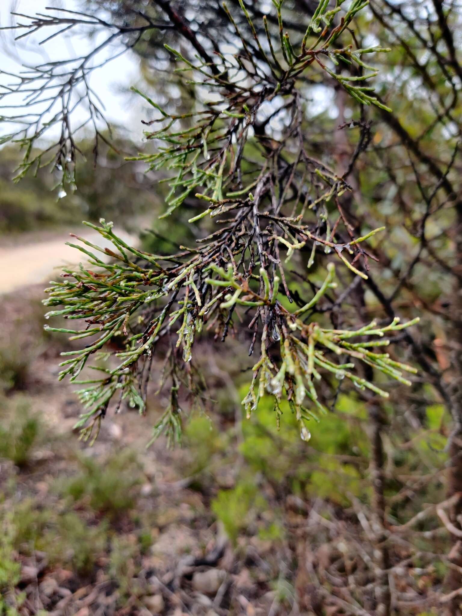 Image of Illawarra Cypress-pine