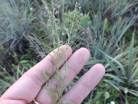 Image of San Saba pinweed