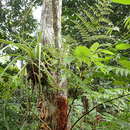 صورة Maxonia apiifolia (Sw.) C. Chr.