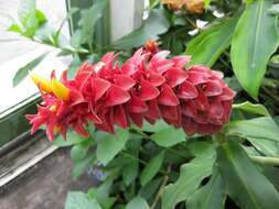 Image of Red Tower Ginger