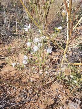 Imagem de Dieteria canescens var. glabra (A. Gray) D. R. Morgan & R. L. Hartman