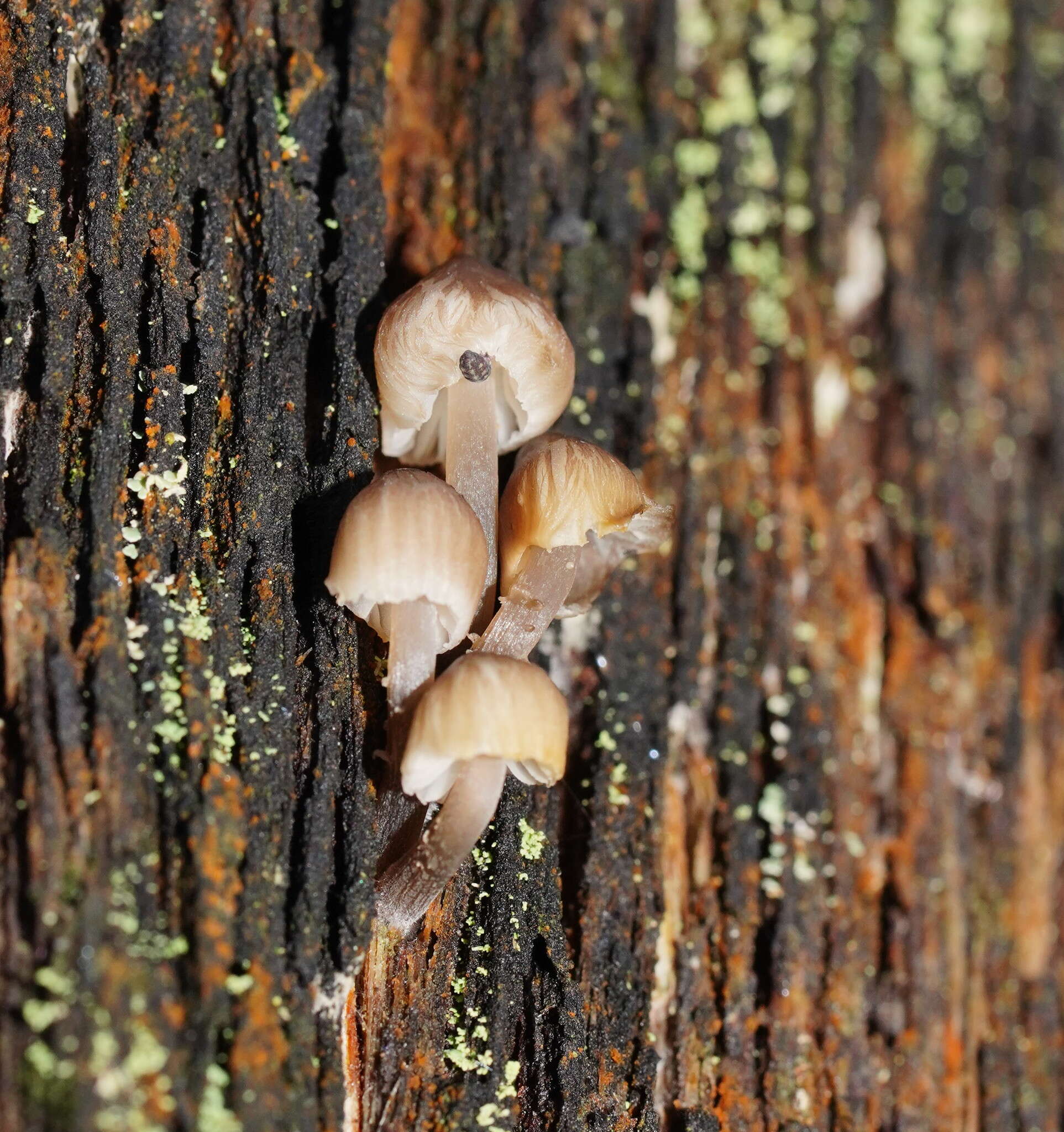 Image of Mycena subgalericulata Cleland 1931