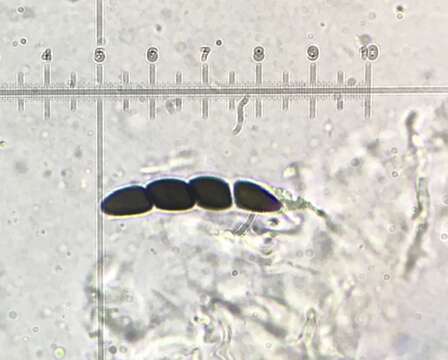 Image of Sporormiella muskokensis (Cain) S. I. Ahmed & Cain 1972