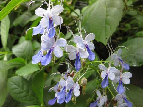 Image of Blue cat's whiskers