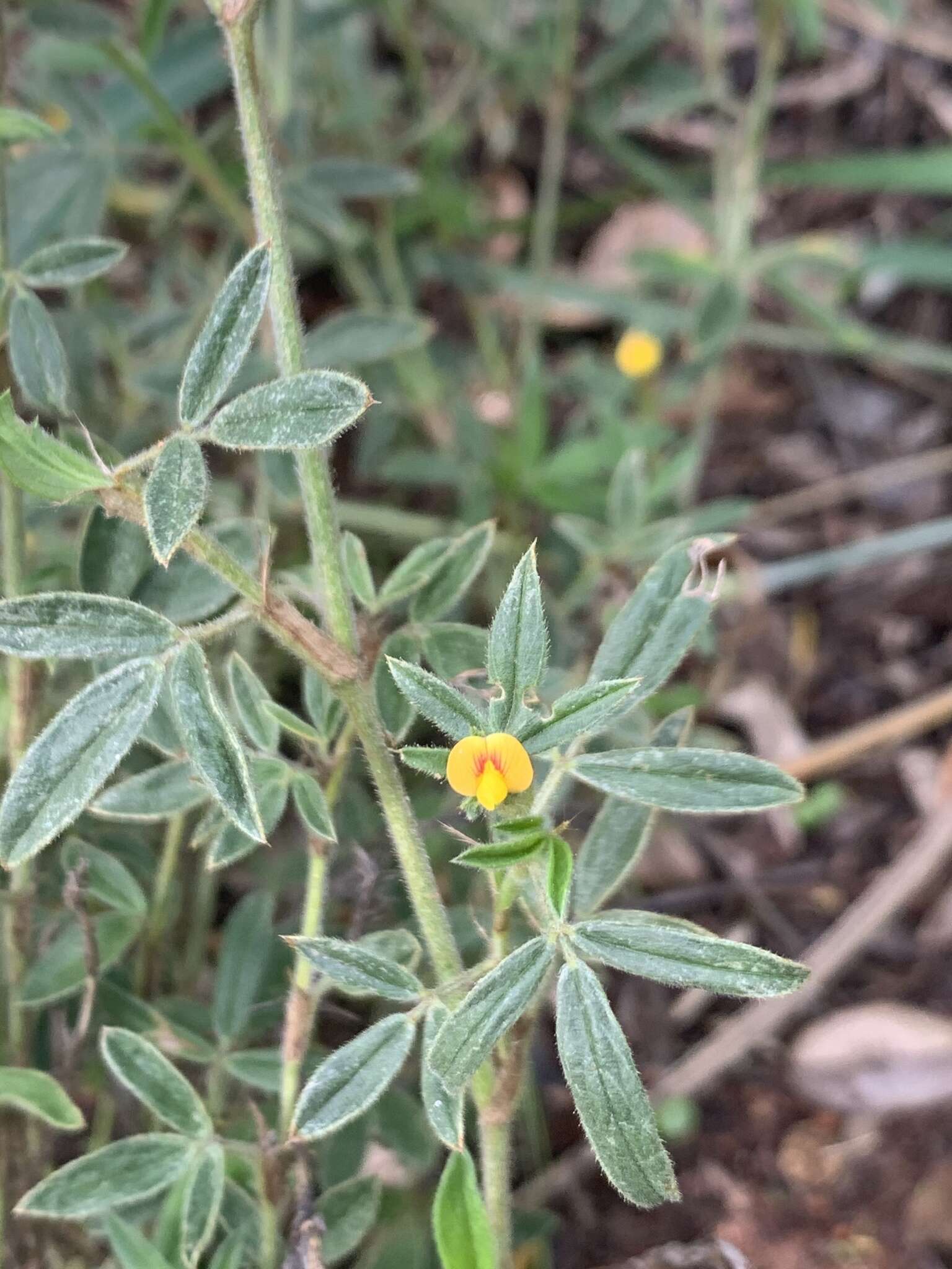 Image of shrubby pencilflower