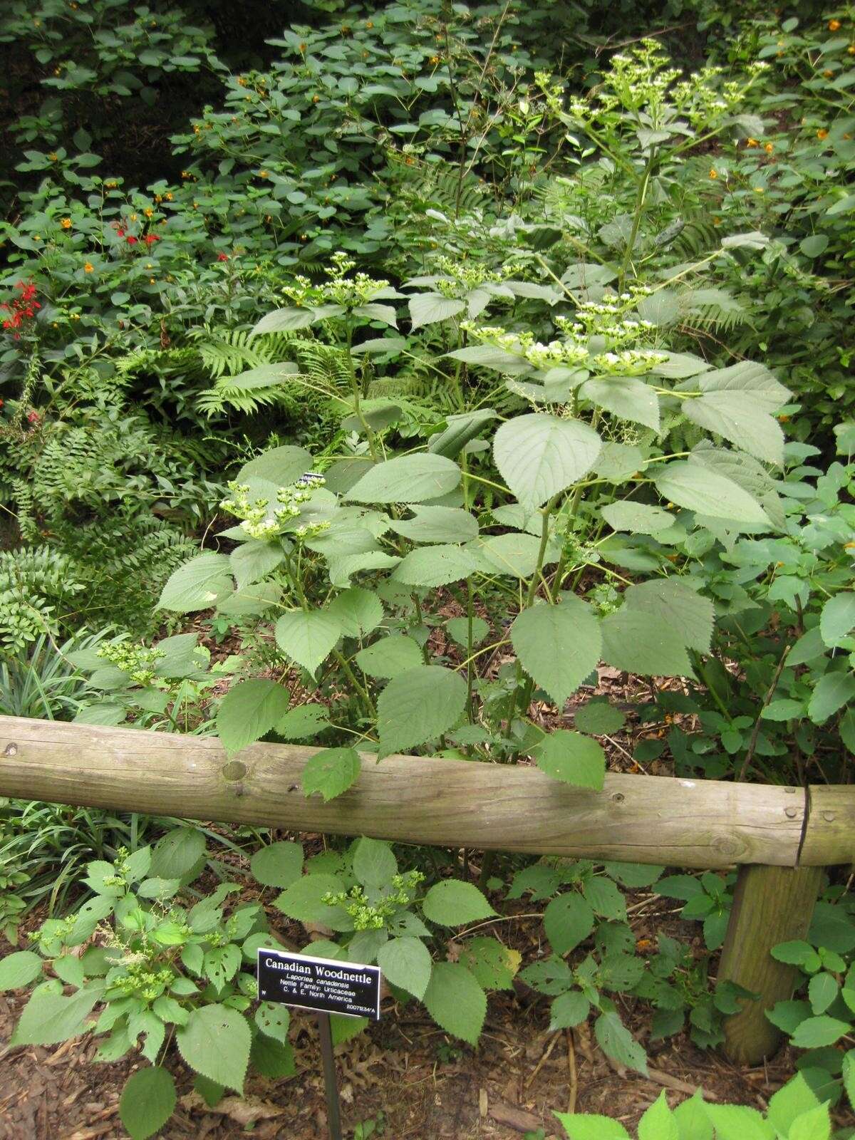 Image of Canadian woodnettle