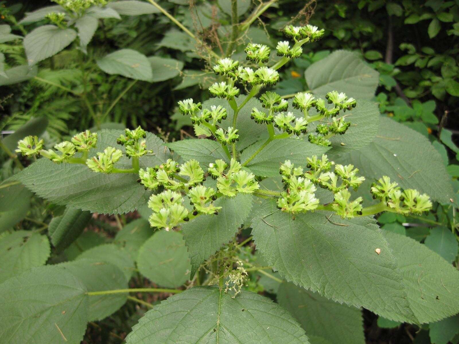 Image of Canadian woodnettle