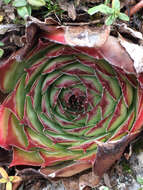 Image of common houseleek