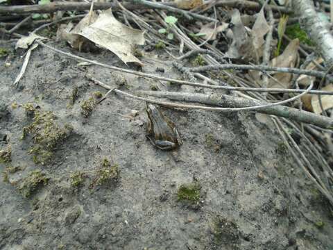 Image of Boreal Chorus Frog