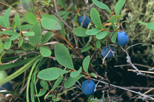 Image of alpine bilberry