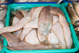 Image of Bengal tongue sole