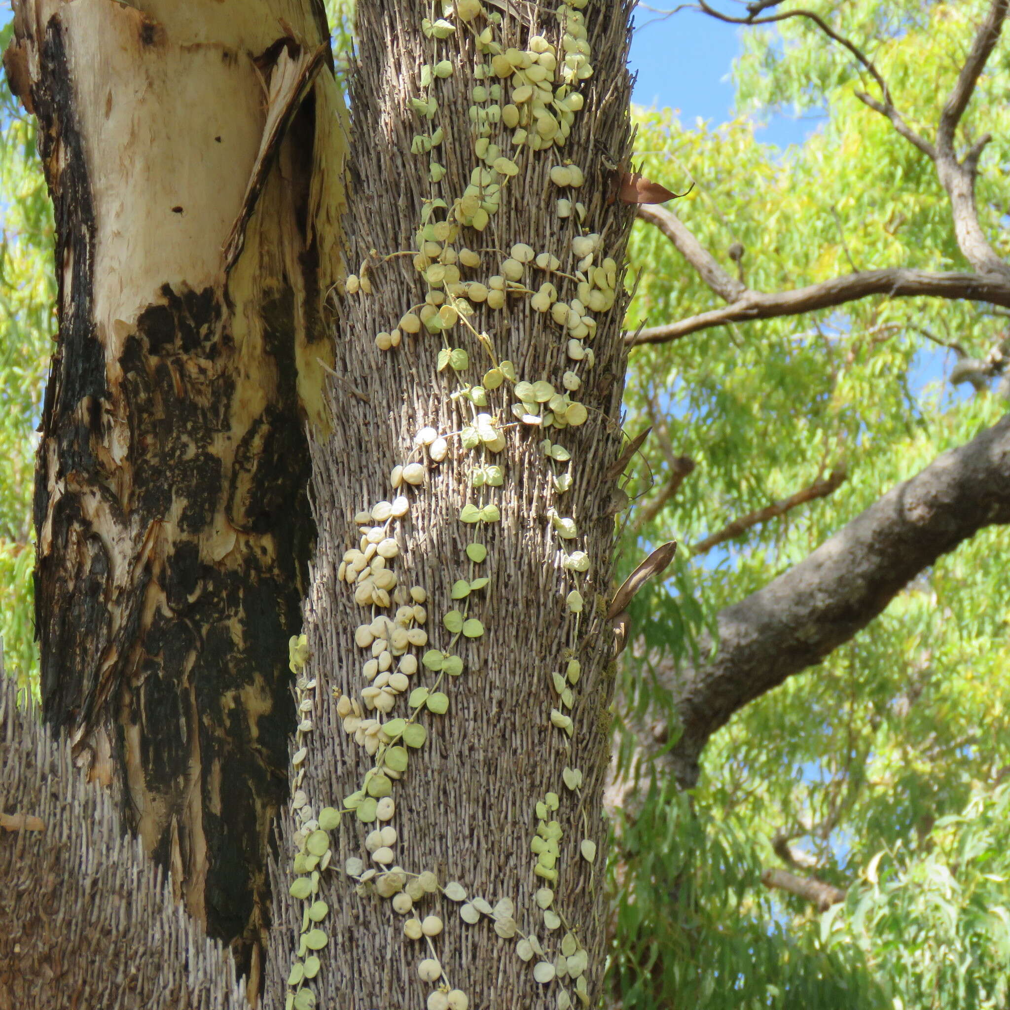 Image of Dischidia nummularia R. Br.