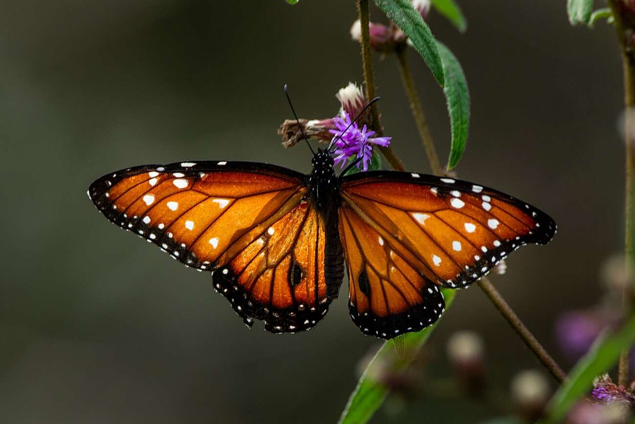 صورة <i>Danaus <i>gilippus</i></i> gilippus