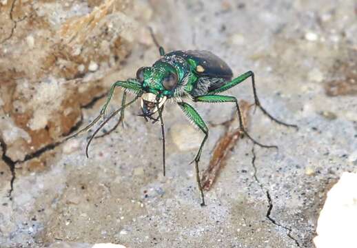 Image of Cicindela (Cicindela) pimeriana Le Conte 1867