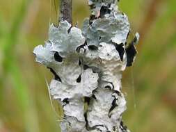 Image of Hammered shield lichen