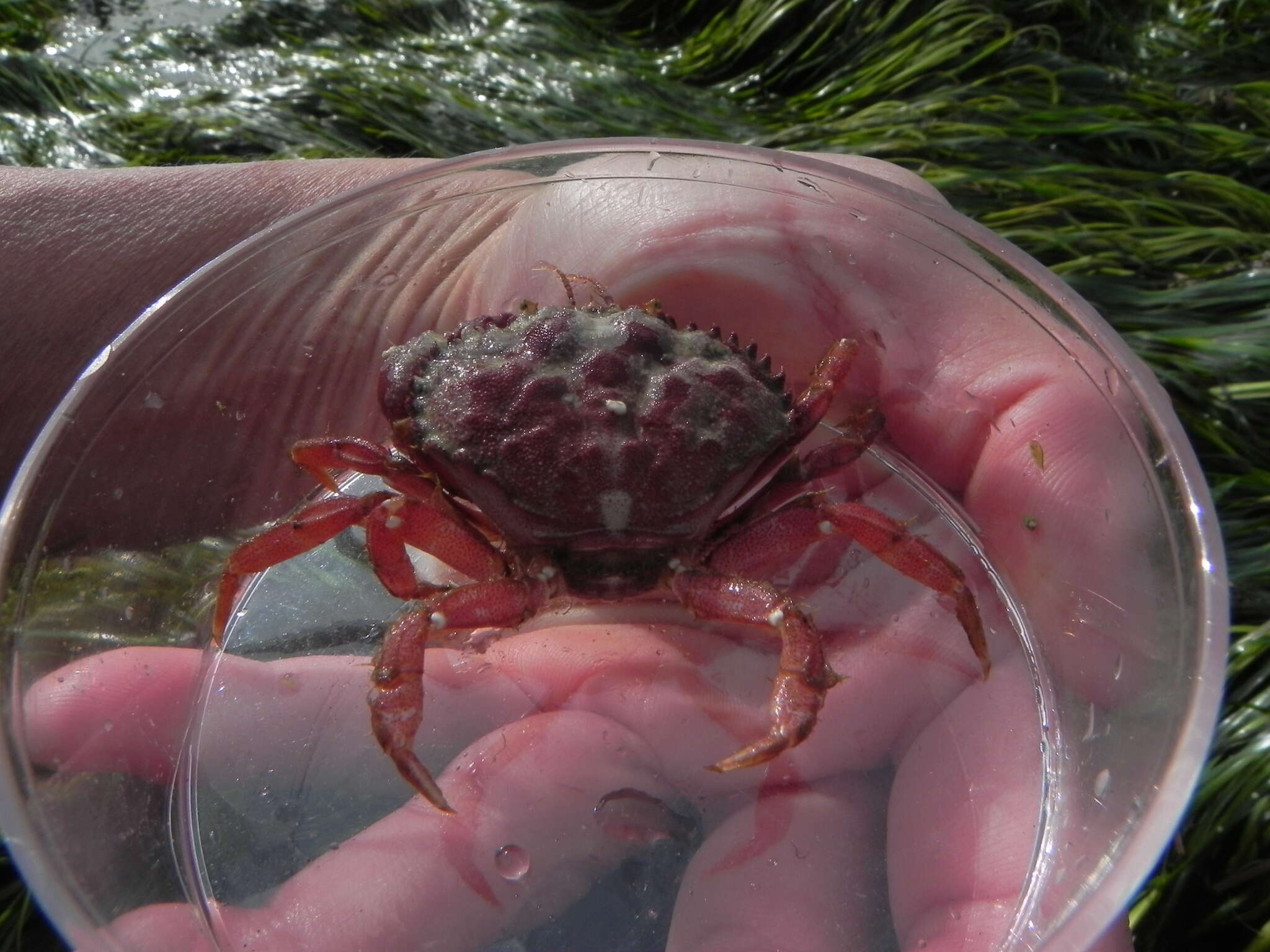 Imagem de Glebocarcinus oregonensis (Dana 1852)