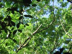 Image of Para rubber tree