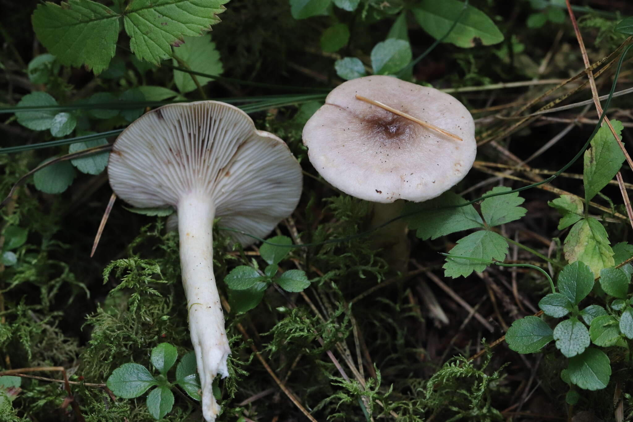 Image of Lactarius uvidus (Fr.) Fr.