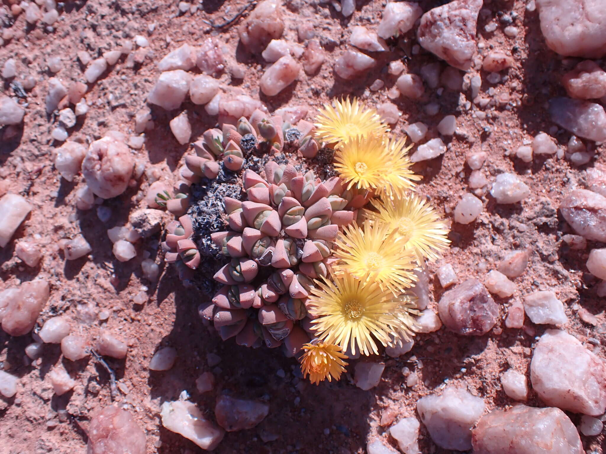 Image of Cheiridopsis excavata L. Bol.