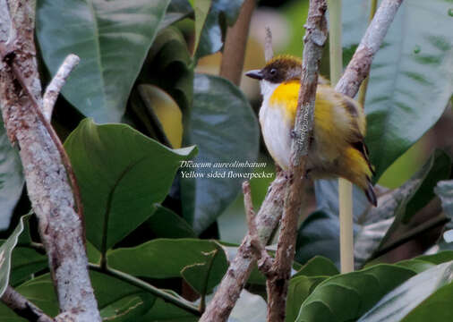 Image of Yellow-sided Flowerpecker