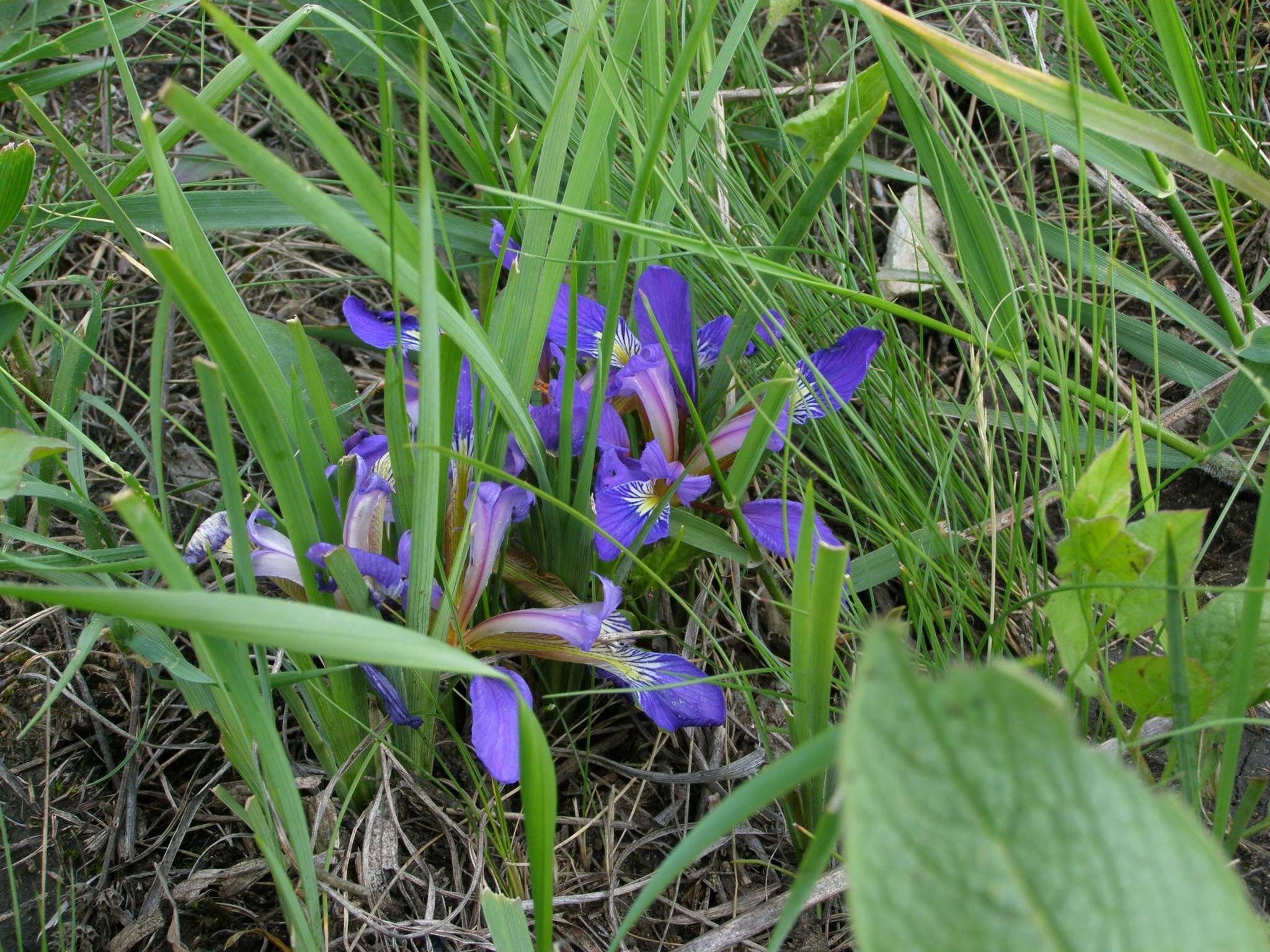 Plancia ëd Iris pontica Zapal.