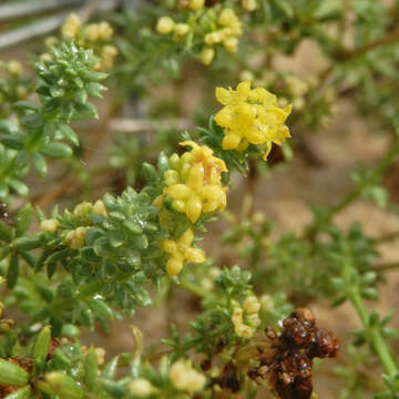 Plancia ëd Galium arenarium Loisel.