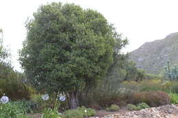 Image of Cape Saffron