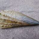 Image of horse mussel