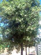 Image of Cork Oak