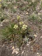 Image de Pedicularis parryi A. Gray