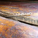 Image of (South-) Eastern Bark Snake