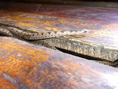 Image of (South-) Eastern Bark Snake