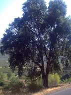 Image of Cork Oak