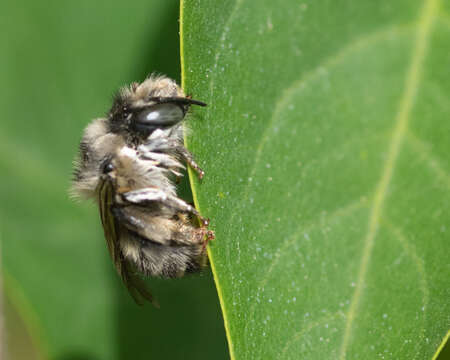 Image of Anthophora terminalis Cresson 1869