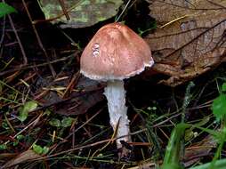 Image of Lepiota subincarnata J. E. Lange 1940