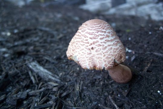 Image of <i>Leucoagaricus americanus</i> (Peck) Vellinga 2000