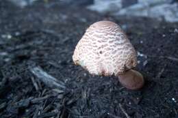 Image of Leucoagaricus americanus (Peck) Vellinga 2000